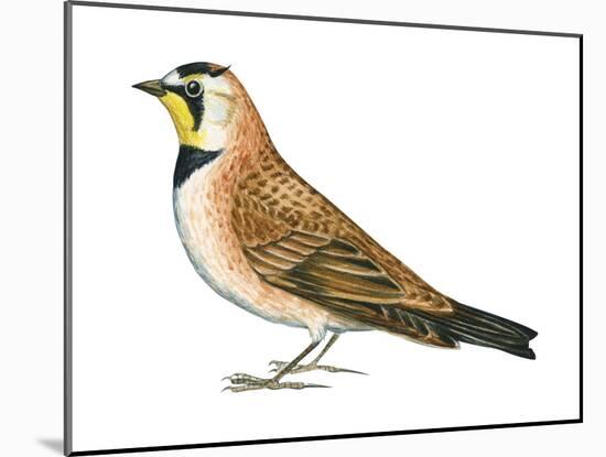 Horned Lark (Eremophila Alpestris), Birds-Encyclopaedia Britannica-Mounted Poster