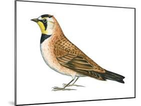 Horned Lark (Eremophila Alpestris), Birds-Encyclopaedia Britannica-Mounted Poster