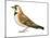 Horned Lark (Eremophila Alpestris), Birds-Encyclopaedia Britannica-Mounted Poster
