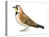 Horned Lark (Eremophila Alpestris), Birds-Encyclopaedia Britannica-Stretched Canvas