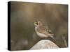 Horned Lark (Eremophila Alpestris)-James Hager-Stretched Canvas