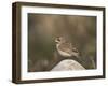 Horned Lark (Eremophila Alpestris)-James Hager-Framed Photographic Print