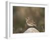 Horned Lark (Eremophila Alpestris)-James Hager-Framed Photographic Print