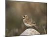 Horned Lark (Eremophila Alpestris)-James Hager-Mounted Photographic Print