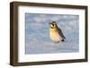 Horned lark in snow, Marion County, Illinois.-Richard & Susan Day-Framed Photographic Print