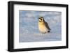 Horned lark in snow, Marion County, Illinois.-Richard & Susan Day-Framed Photographic Print