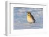 Horned lark in snow, Marion County, Illinois.-Richard & Susan Day-Framed Photographic Print