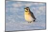 Horned lark in snow, Marion County, Illinois.-Richard & Susan Day-Mounted Photographic Print