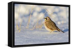 Horned lark in snow, Marion County, Illinois.-Richard & Susan Day-Framed Stretched Canvas