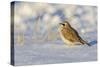 Horned lark in snow, Marion County, Illinois.-Richard & Susan Day-Stretched Canvas