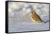 Horned lark in snow, Marion County, Illinois.-Richard & Susan Day-Framed Stretched Canvas