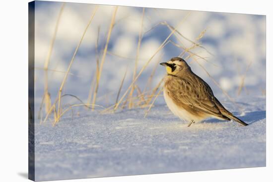 Horned lark in snow, Marion County, Illinois.-Richard & Susan Day-Stretched Canvas