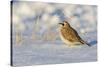 Horned lark in snow, Marion County, Illinois.-Richard & Susan Day-Stretched Canvas