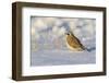 Horned lark in snow, Marion County, Illinois.-Richard & Susan Day-Framed Photographic Print