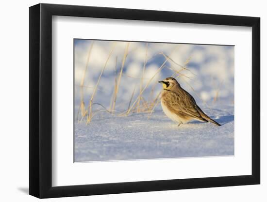 Horned lark in snow, Marion County, Illinois.-Richard & Susan Day-Framed Photographic Print