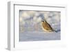 Horned lark in snow, Marion County, Illinois.-Richard & Susan Day-Framed Photographic Print