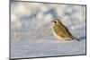 Horned lark in snow, Marion County, Illinois.-Richard & Susan Day-Mounted Photographic Print