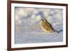 Horned lark in snow, Marion County, Illinois.-Richard & Susan Day-Framed Photographic Print