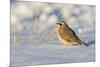 Horned lark in snow, Marion County, Illinois.-Richard & Susan Day-Mounted Photographic Print