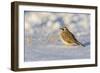 Horned lark in snow, Marion County, Illinois.-Richard & Susan Day-Framed Photographic Print