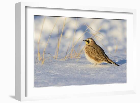 Horned lark in snow, Marion County, Illinois.-Richard & Susan Day-Framed Photographic Print