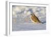 Horned lark in snow, Marion County, Illinois.-Richard & Susan Day-Framed Photographic Print