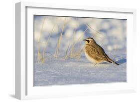 Horned lark in snow, Marion County, Illinois.-Richard & Susan Day-Framed Photographic Print