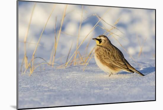 Horned lark in snow, Marion County, Illinois.-Richard & Susan Day-Mounted Photographic Print