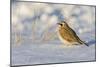 Horned lark in snow, Marion County, Illinois.-Richard & Susan Day-Mounted Photographic Print