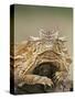 Horned Lizard or Toad Rests on Tree Stump, Cozad Ranch, Linn, Texas, USA-Arthur Morris-Stretched Canvas