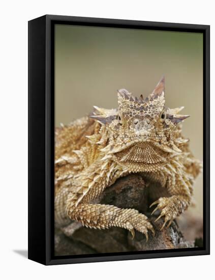 Horned Lizard or Toad Rests on Tree Stump, Cozad Ranch, Linn, Texas, USA-Arthur Morris-Framed Stretched Canvas