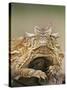 Horned Lizard or Toad Rests on Tree Stump, Cozad Ranch, Linn, Texas, USA-Arthur Morris-Stretched Canvas