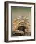 Horned Lizard or Toad Rests on Tree Stump, Cozad Ranch, Linn, Texas, USA-Arthur Morris-Framed Premium Photographic Print