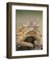 Horned Lizard or Toad Rests on Tree Stump, Cozad Ranch, Linn, Texas, USA-Arthur Morris-Framed Photographic Print