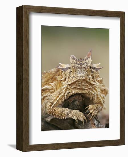 Horned Lizard or Toad Rests on Tree Stump, Cozad Ranch, Linn, Texas, USA-Arthur Morris-Framed Photographic Print