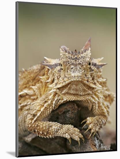 Horned Lizard or Toad Rests on Tree Stump, Cozad Ranch, Linn, Texas, USA-Arthur Morris-Mounted Photographic Print