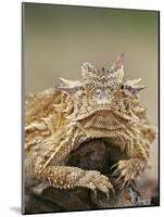 Horned Lizard or Toad Rests on Tree Stump, Cozad Ranch, Linn, Texas, USA-Arthur Morris-Mounted Photographic Print