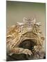 Horned Lizard or Toad Rests on Tree Stump, Cozad Ranch, Linn, Texas, USA-Arthur Morris-Mounted Photographic Print