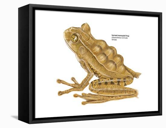 Horned Marsupial Frog (Gastrotheca Cornuta), Amphibians-Encyclopaedia Britannica-Framed Stretched Canvas