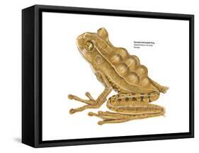Horned Marsupial Frog (Gastrotheca Cornuta), Amphibians-Encyclopaedia Britannica-Framed Stretched Canvas