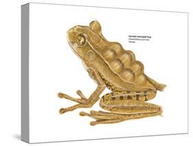 Horned Marsupial Frog (Gastrotheca Cornuta), Amphibians-Encyclopaedia Britannica-Stretched Canvas