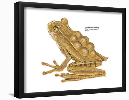 Horned Marsupial Frog (Gastrotheca Cornuta), Amphibians-Encyclopaedia Britannica-Framed Poster