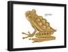 Horned Marsupial Frog (Gastrotheca Cornuta), Amphibians-Encyclopaedia Britannica-Framed Poster