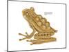 Horned Marsupial Frog (Gastrotheca Cornuta), Amphibians-Encyclopaedia Britannica-Mounted Poster