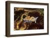 Horned Nudibranch with Spiny Brittle Stars-Hal Beral-Framed Photographic Print