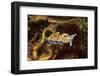 Horned Nudibranch with Spiny Brittle Stars-Hal Beral-Framed Photographic Print