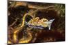 Horned Nudibranch with Spiny Brittle Stars-Hal Beral-Mounted Photographic Print