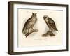 Horned Owl, 1864-null-Framed Giclee Print