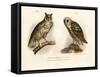 Horned Owl, 1864-null-Framed Stretched Canvas