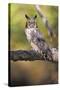 Horned Owl-null-Stretched Canvas